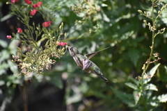 Selasphorus platycercus