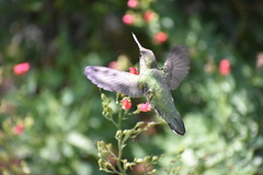 Selasphorus platycercus