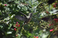 Selasphorus platycercus