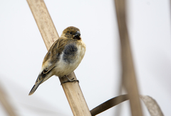 Sporophila telasco