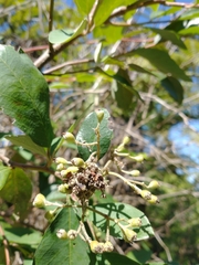 Cotoneaster frigidus