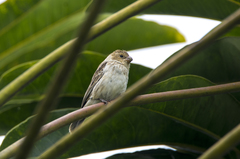 Sporophila telasco