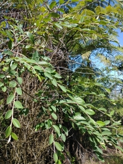 Cotoneaster frigidus