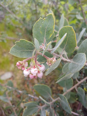 Arctostaphylos canescens