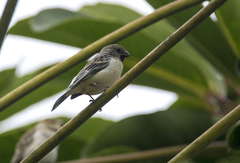 Sporophila telasco