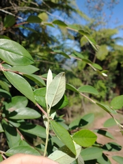 Cotoneaster frigidus
