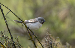 Sporophila telasco