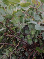 Arctostaphylos canescens