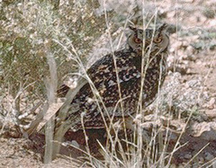 Bubo ascalaphus