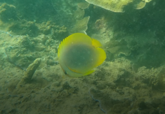 Chaetodon aureofasciatus