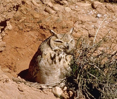 Bubo ascalaphus
