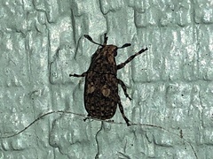Euparius