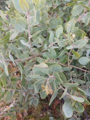 Arctostaphylos canescens