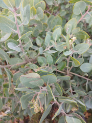 Arctostaphylos canescens