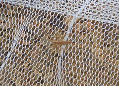Pisaurina dubia