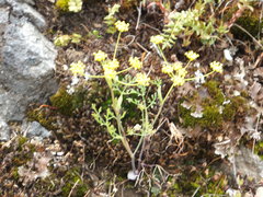 Lomatium ambiguum