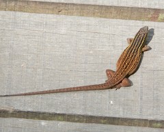 Eutropis rugifera