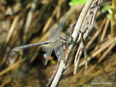Phanogomphus descriptus
