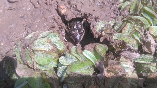Oven Frog, Leptodactylus latinasus