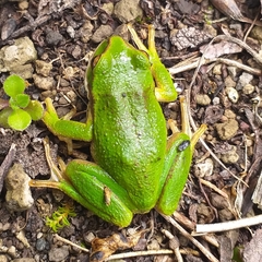 Gastrotheca pseustes