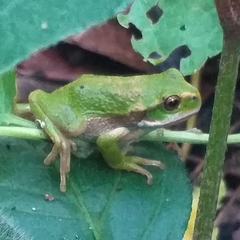Gastrotheca pseustes