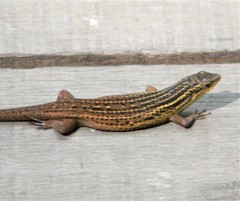 Eutropis rugifera