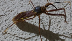 Isocondylus elongatus