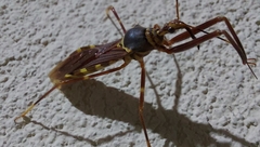 Isocondylus elongatus