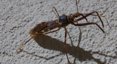 Isocondylus elongatus