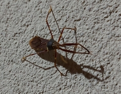 Isocondylus elongatus