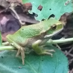 Gastrotheca pseustes