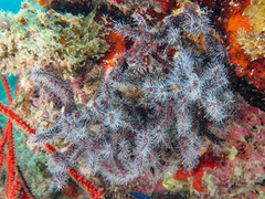 Zanclea