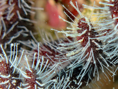 Zanclea
