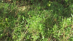 Borrichia frutescens image