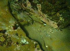 Tridentiger trigonocephalus