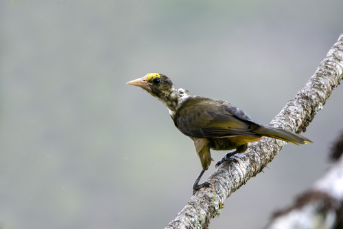 Dusky-green Oropendola (Psarocolius atrovirens), photo 6