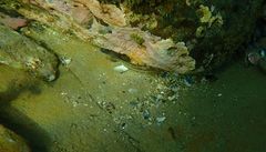 Tridentiger trigonocephalus