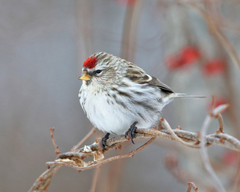 Arctic Redpoll photo 4