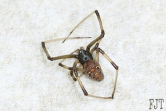 Latrodectus geometricus