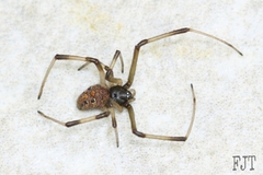 Latrodectus geometricus