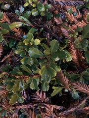 Ceanothus prostratus