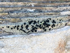 Pyrrhospora
