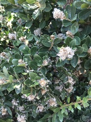 Archidasyphyllum excelsum