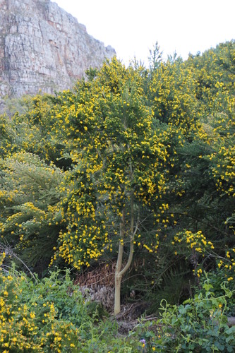Image of Bigflower Capegorse (Aspalathus macrantha) by (c) Tony Rebelo, some rights reserved (CC BY-SA)