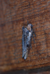 Xylena thoracica
