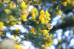 Aspalathus macrantha