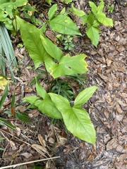 Syngonium podophyllum