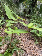Syngonium podophyllum