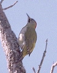 Picus vaillantii