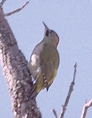 Picus vaillantii